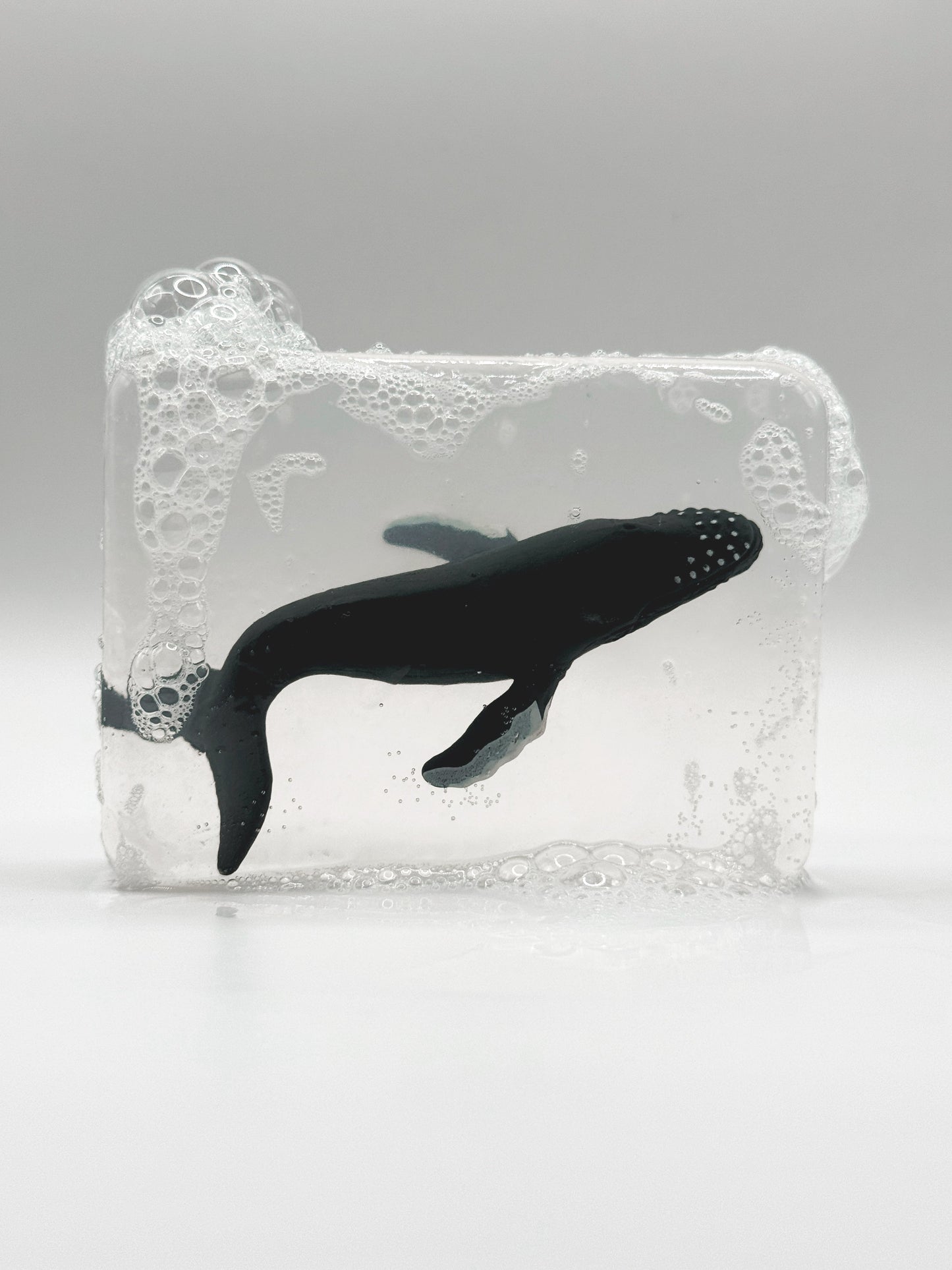 Baleine à bosse